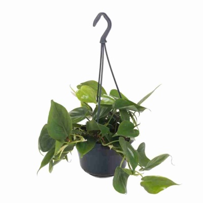 Филодендрон Скандерс ампельный