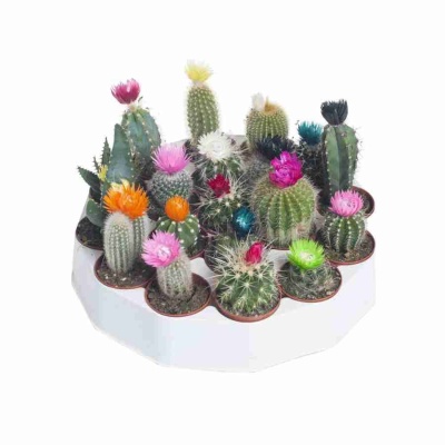 Кактус Микс (С Сухими Цветами) 19 шт.
