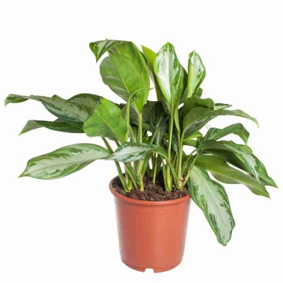 Аглаонема Мери Энн