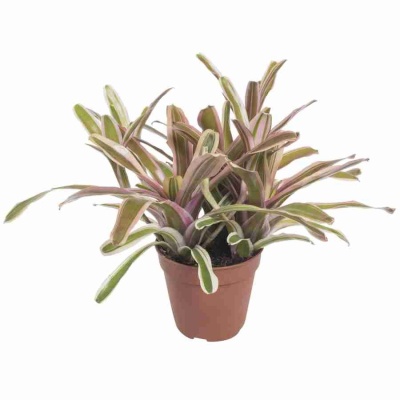 Нидулярия Вариегата Фаирбол