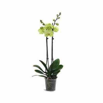 Фаленопсис Желтый 2 ствола