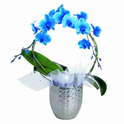 Фаленопсис королевский Голубой обод 