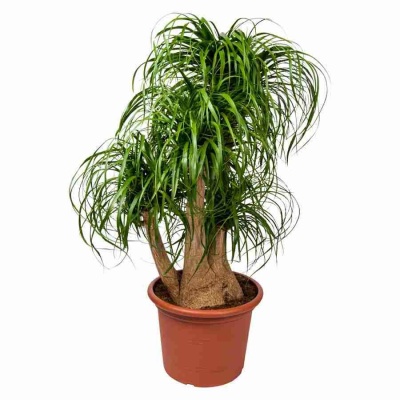 Бутылочное дерево