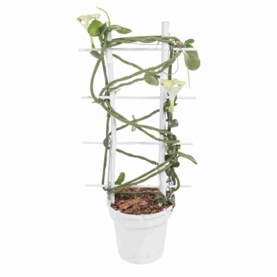 Церопегия Сандерсони на решетке