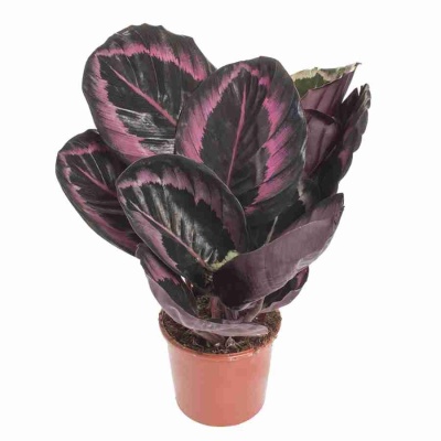 Калатея Сюрпрайз Стар