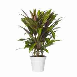 Кордилина Конга