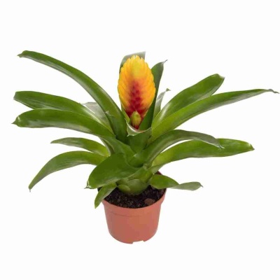 Вриезия  Кида