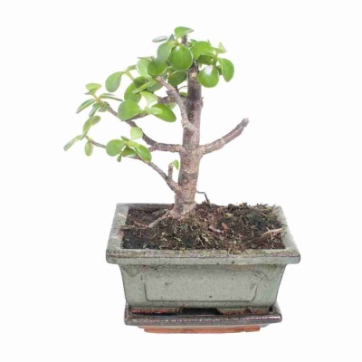 Бонсай крассула