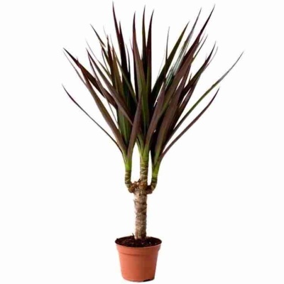 Драцена маргината Маджента 1 ст