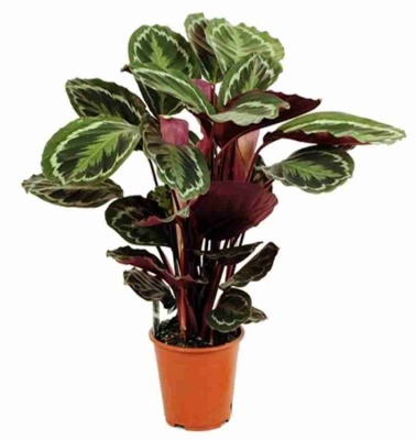 Калатея розиопикта