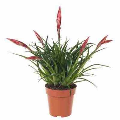 Вриезия Астрид