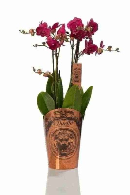 Фаленопсис Дуэтто ассорти 4 ствола