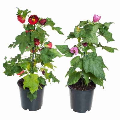 Абутилон Микс