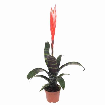 Вриезия Спленриет