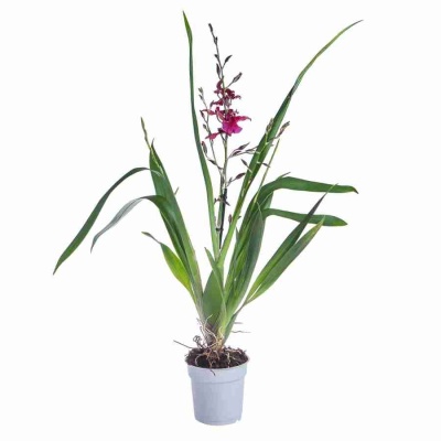 Буррагеара Лацио 2 ст