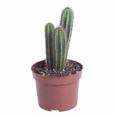 Пилоцереус Пальмера