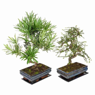 Бонсай Подокарпус