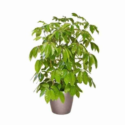 Шеффлера Амате