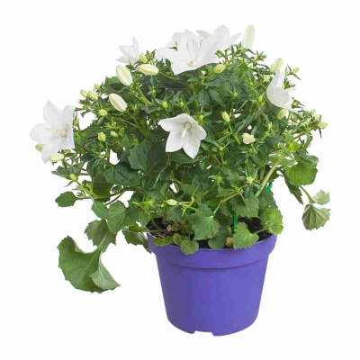 Кампанула изофилла белая