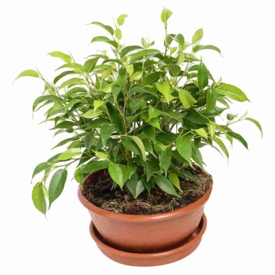 Фикус бенджамина Даниэль в плошке