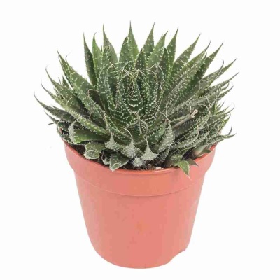 Алоэ Вариегата