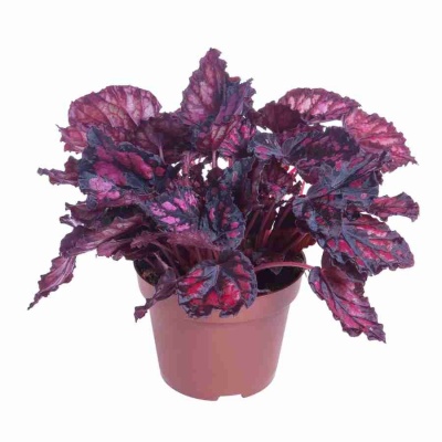 Бегония рекс Хью Маклахлан