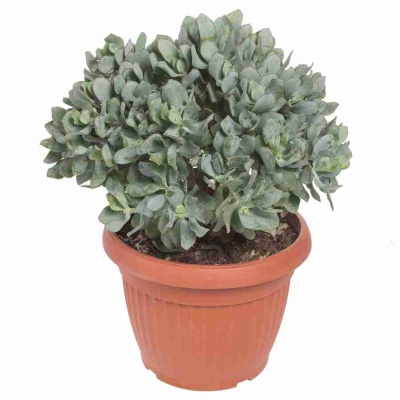 Крассула древовидная ундулатифолия