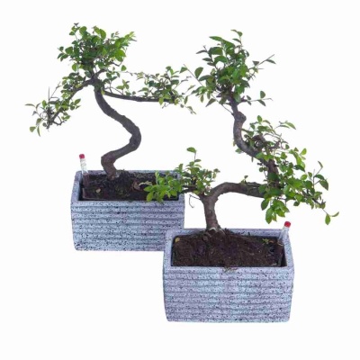 Бонсай Пираканта