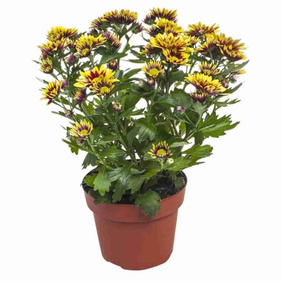 Хризантема Литл Рок