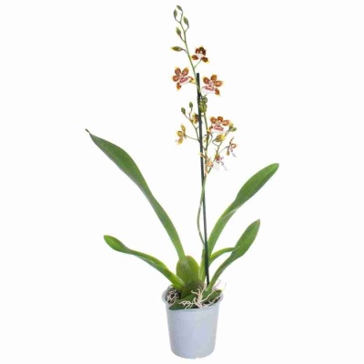 Камбрия Джангл Монарх 1 ст