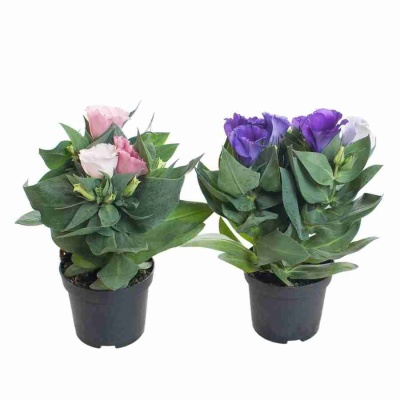 Эустома Mermaid