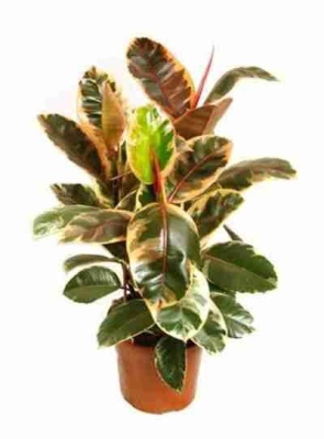 Фикус каучуконосный (эластика) Белиз 3 ст