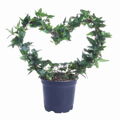 Хедера хеликс Грин обод