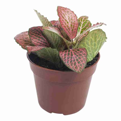 Фиттония красная