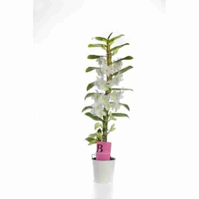 Дендробиум Нобиле Белый 1 ствол