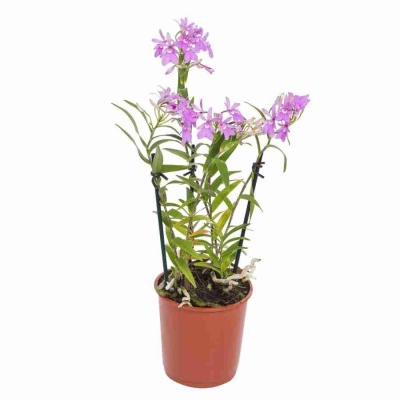 Эпидендрум Центропеталум