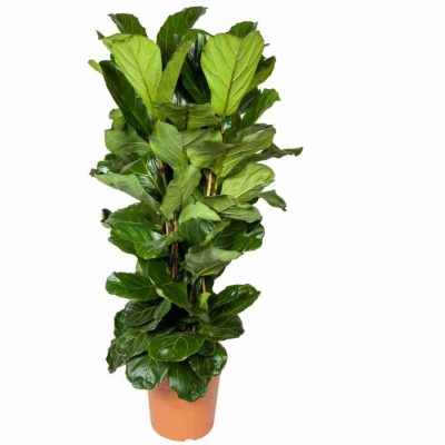 Фикус лировидный (лирата) 3 ст