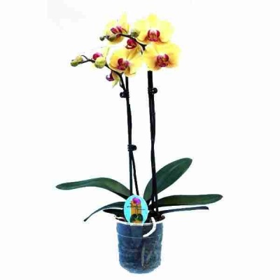 Фаленопсис Желто-красный 2 ствола