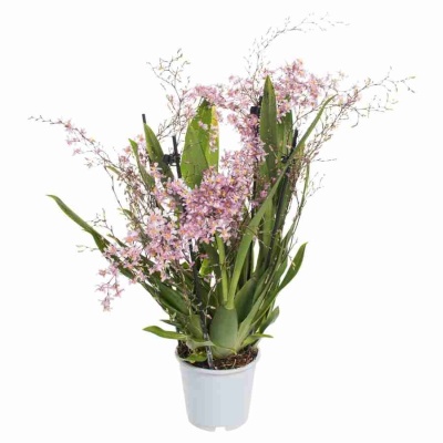 Онцидиум птицеклювый 4 ст