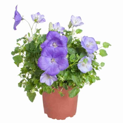 Кампанула Карпатика синяя