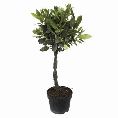 Лавровое дерево 