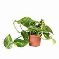 Эпипремнум Голден Потос