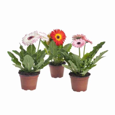 Гербера Твистер микс