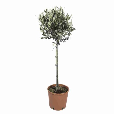 Комнатное дерево Олива