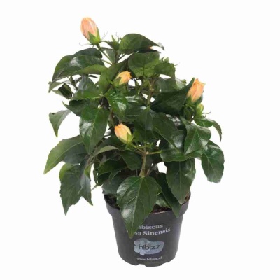 Гибискус Гаваи