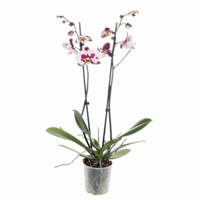 Фаленопсис Кейт 