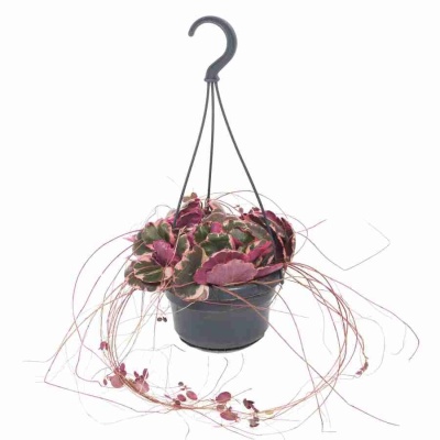 Саксифрага Столонифера триколор