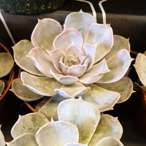 Эхеверия Криспата