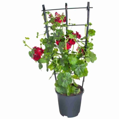 Пеларгония зональная Красная на решетке