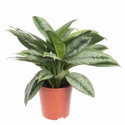 Аглаонема Милли